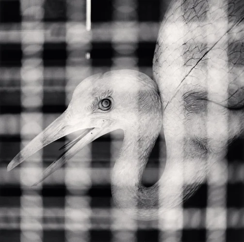 Bird Caged High Contrast Textured Mysterious Nature