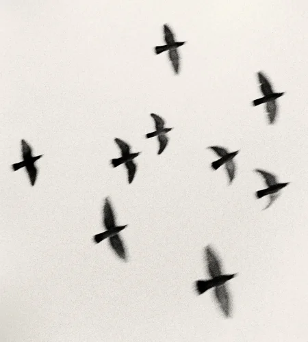 Birds Flying Silhouetted High Contrast Nature