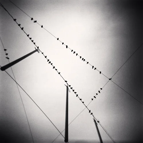 Birds PowerLines Minimalist HighContrast Mysterious