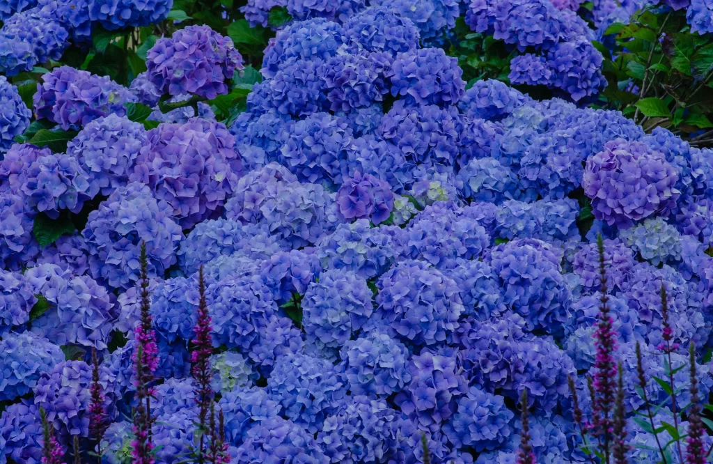 Blue Hydrangea Blooms Petals Dense Cluster