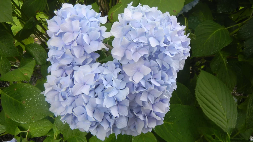 Blue Hydrangea Cluster Petals Green Leaves