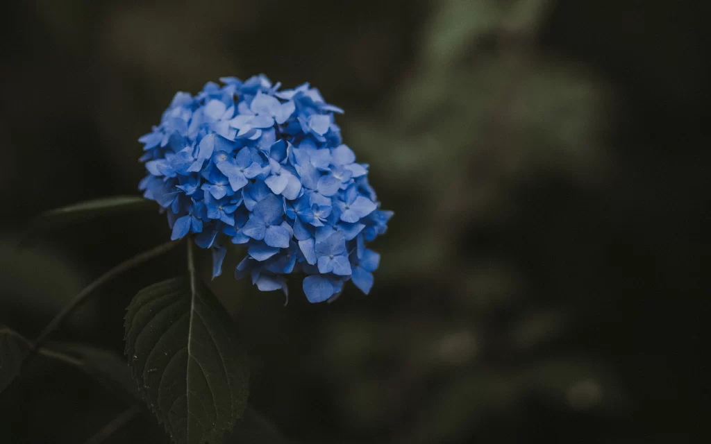 Blue Hydrangea Cluster Petals Dark Background