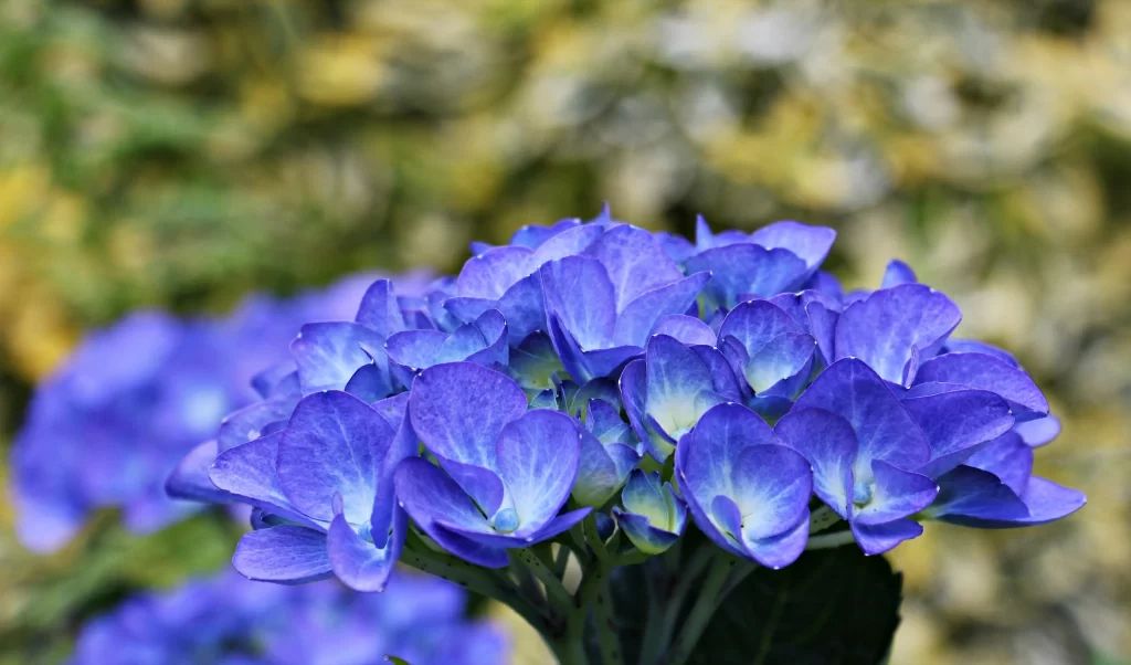 Blue Hydrangea Petals Cluster Dense