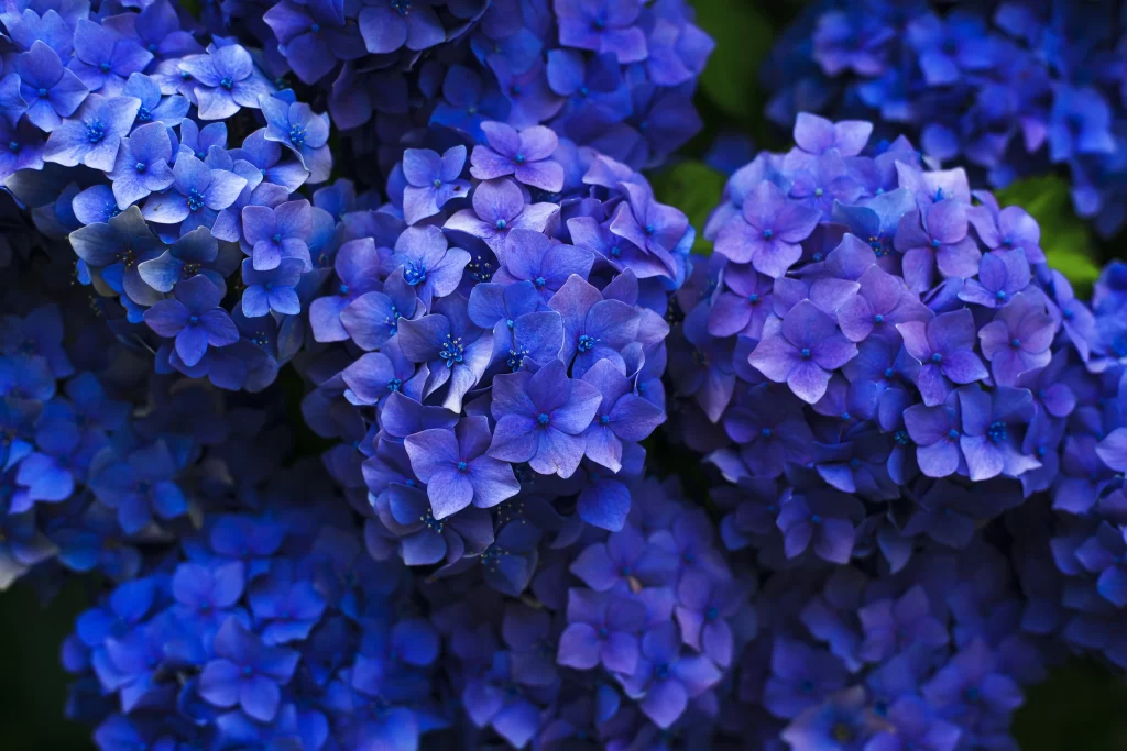Blue Hydrangea Petals Dense Cluster Dark Background