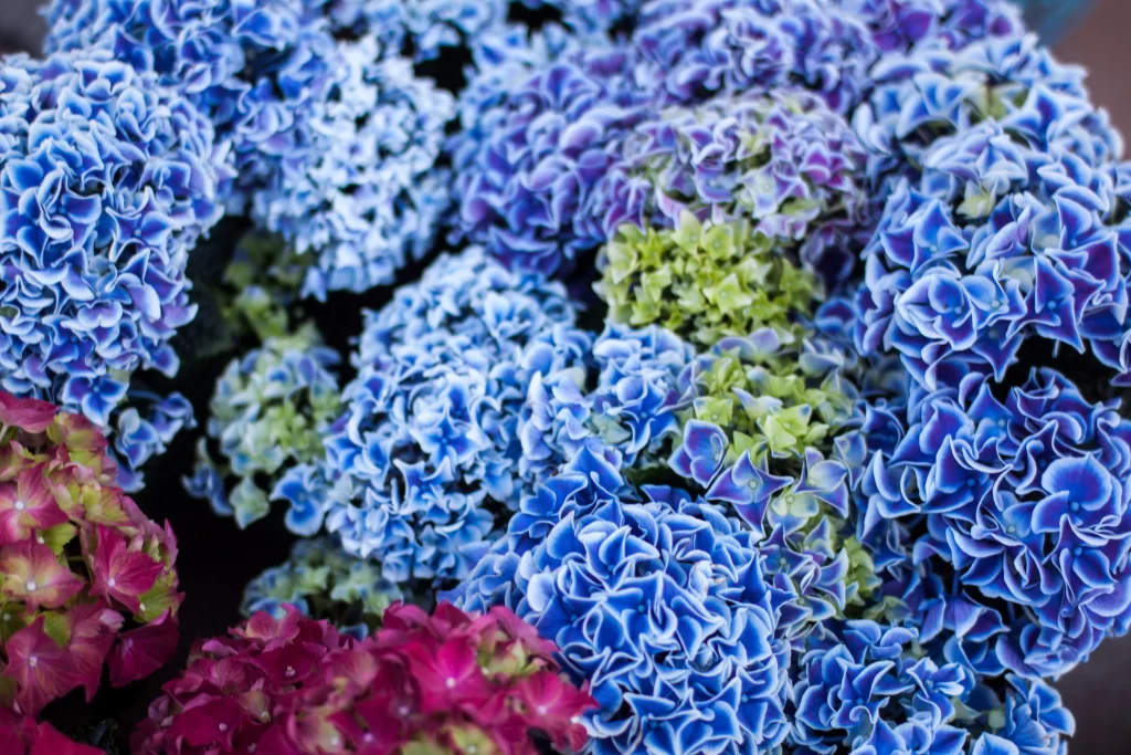 Blue Hydrangea Petals Dense Cluster Colorful