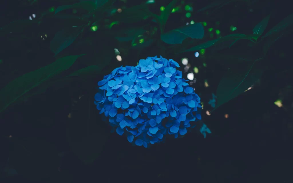 Blue Hydrangea Petals Dense Round