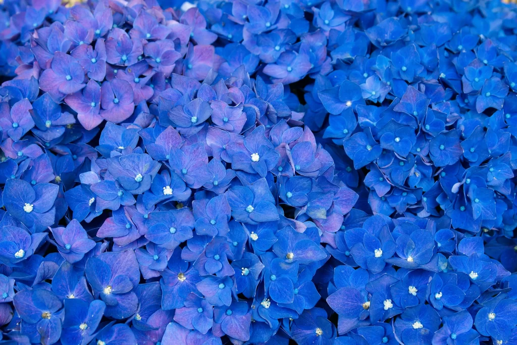 Blue Hydrangea Petals Dense Cluster