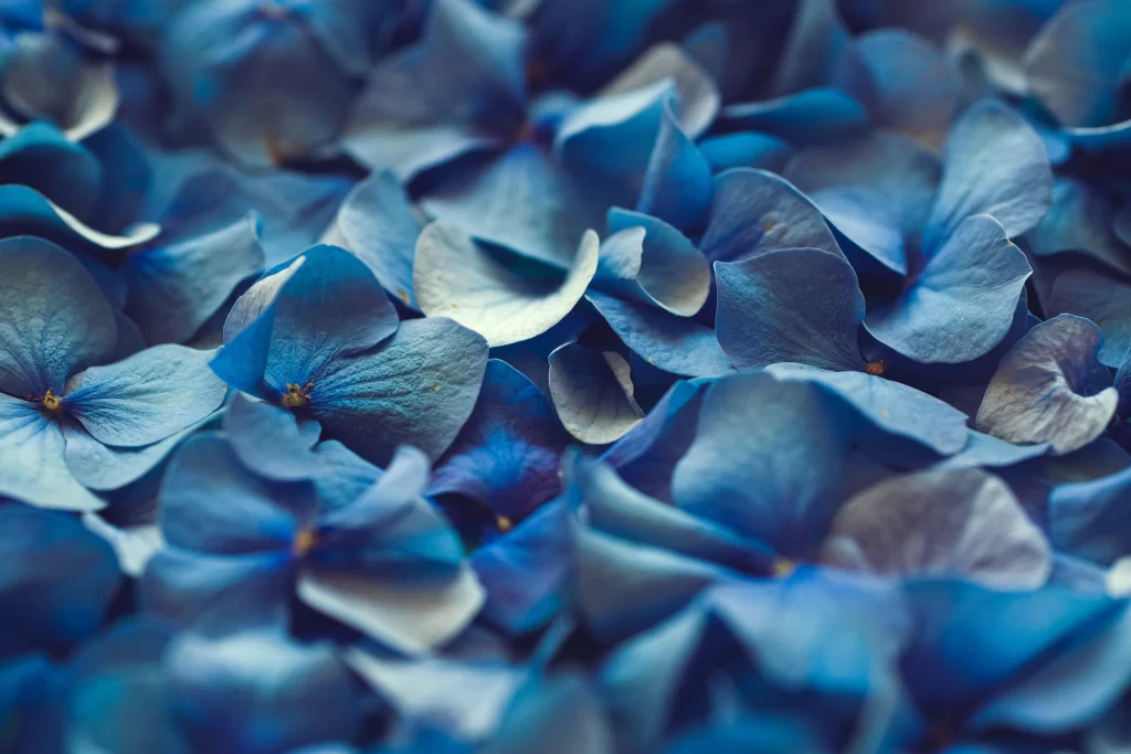 Blue Hydrangea Petals Dense Texture