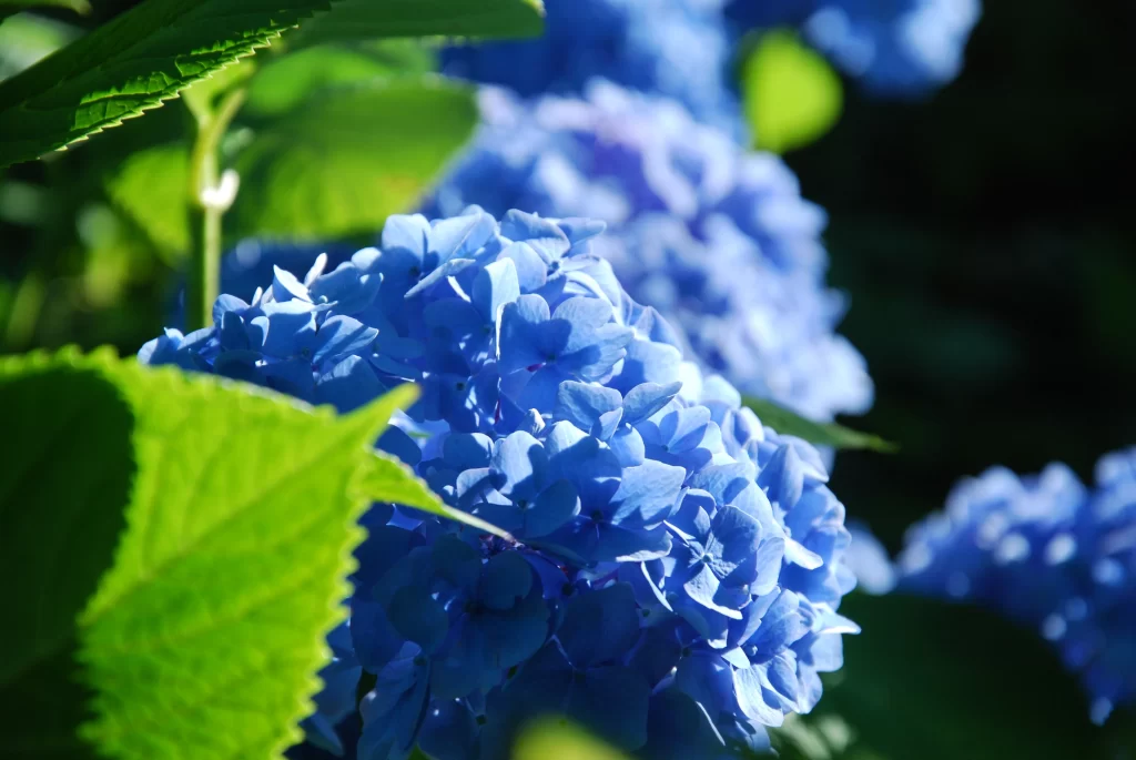 Blue Hydrangea Petals Green Leaves cool Sunlight