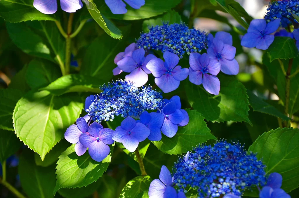Blue Hydrangea Petals Green Leaves cool Sunlight