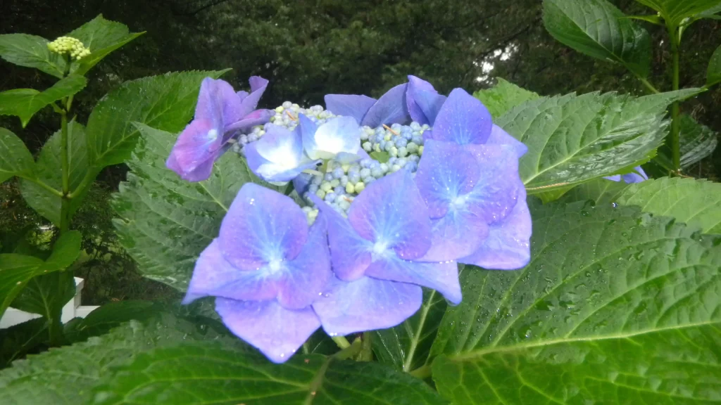 Blue Hydrangea Petals Green Leaves Dewdrops