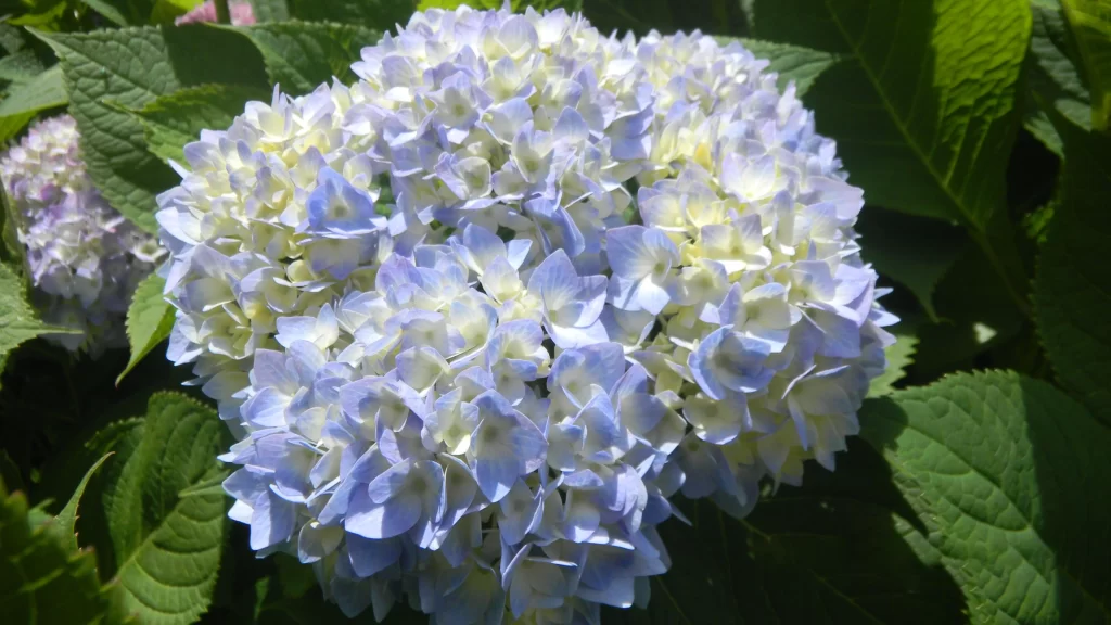 Blue Hydrangea Petals Round Cluster Green Leaves