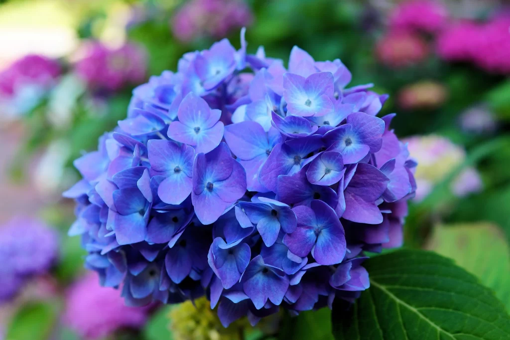 Blue Hydrangea Petals Round Dense Green