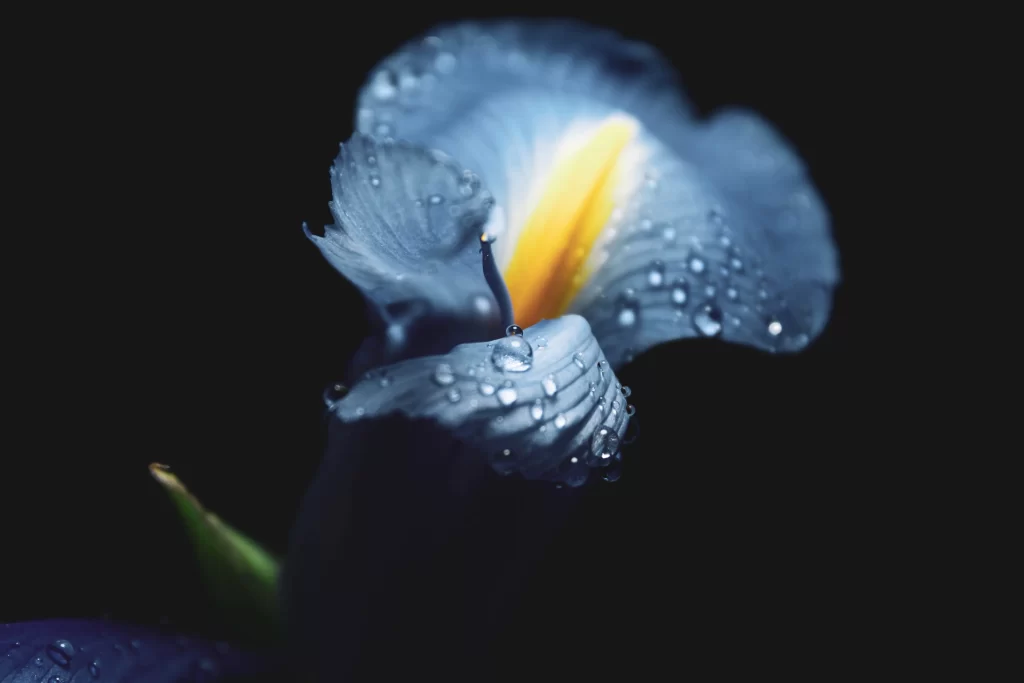 Blue Iris Dewdrops Petals Yellow Center