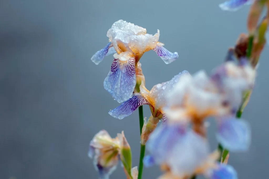 Blue Iris Dewdrops Petals Stalk