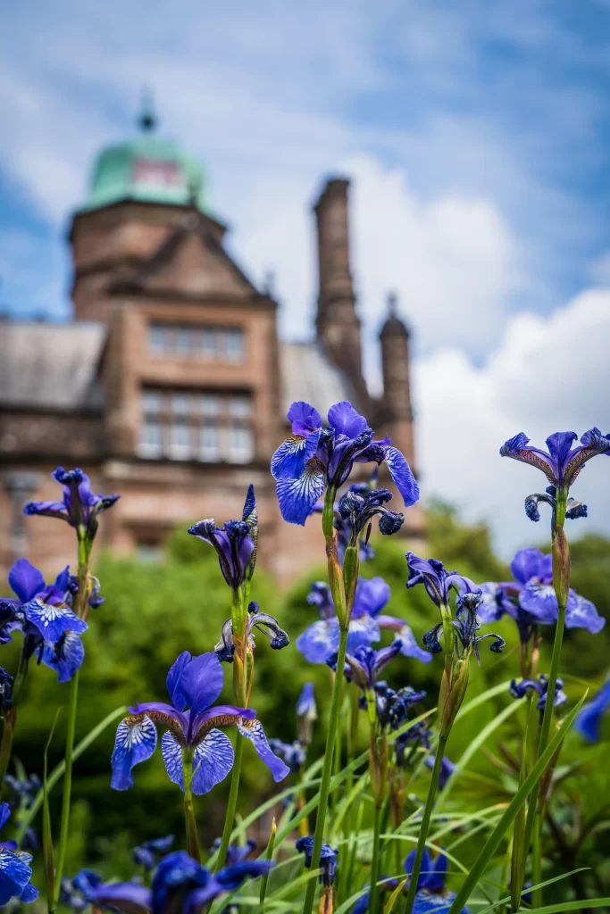 Blue Iris Petals Blooming Garden