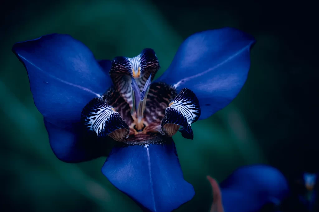 Blue Iris Petals Dark Center Stripes
