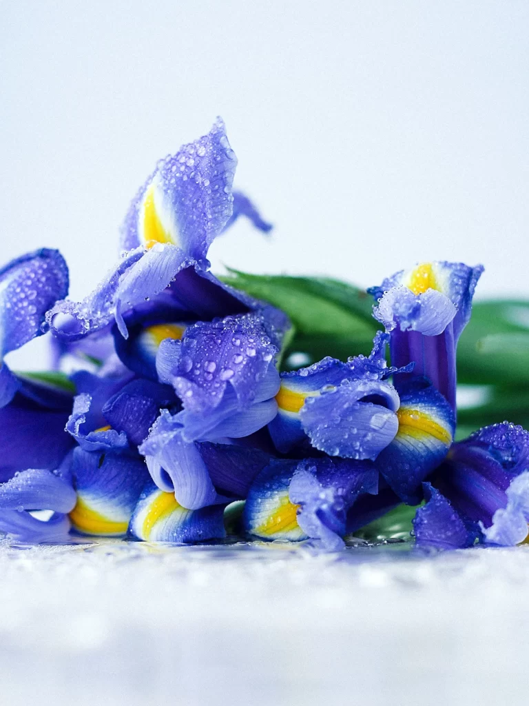 Blue Iris Petals Dewdrops Yellow Accents