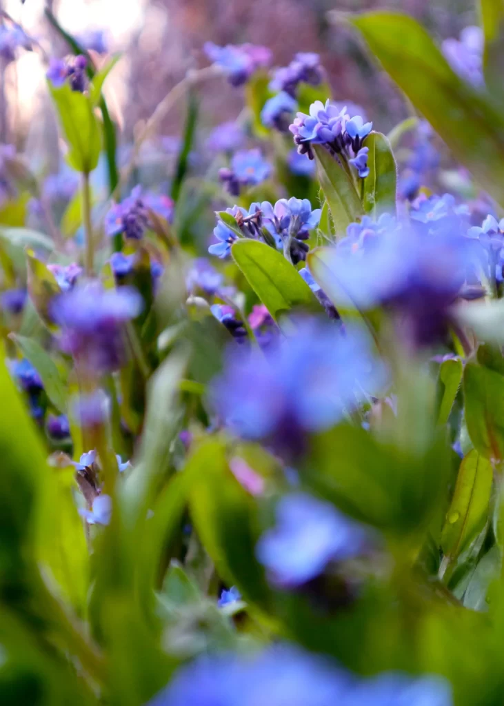 Blue Iris Petals Green Leaves Nature