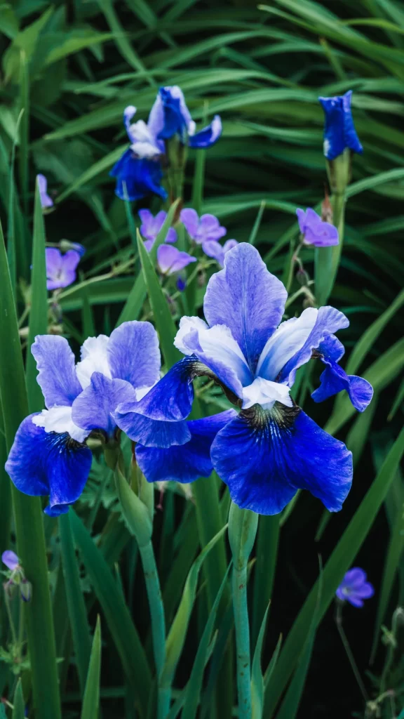 Blue Iris Petals Green Leaves