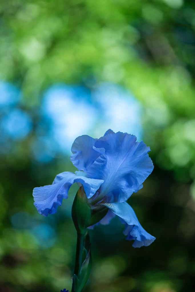 Blue Iris Petals Ruffled Green Background