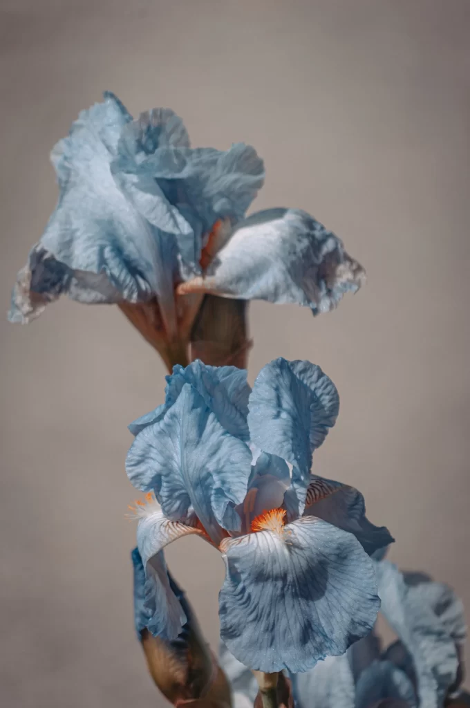 Blue Iris Petals Texture Ruffled Center