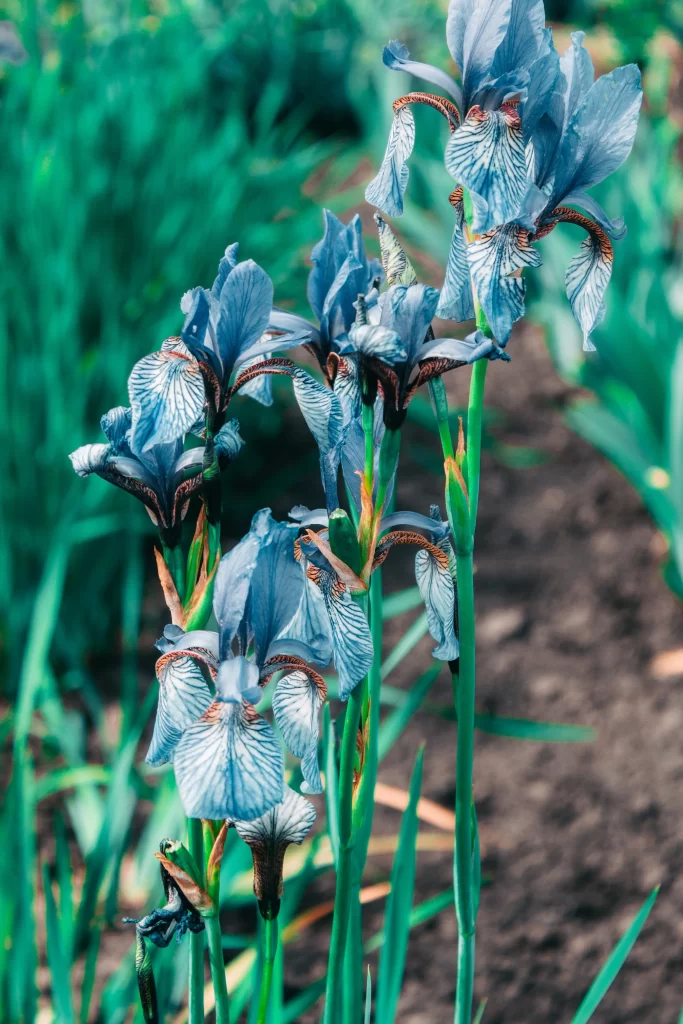 Blue Iris Petals Veins Green Stalks