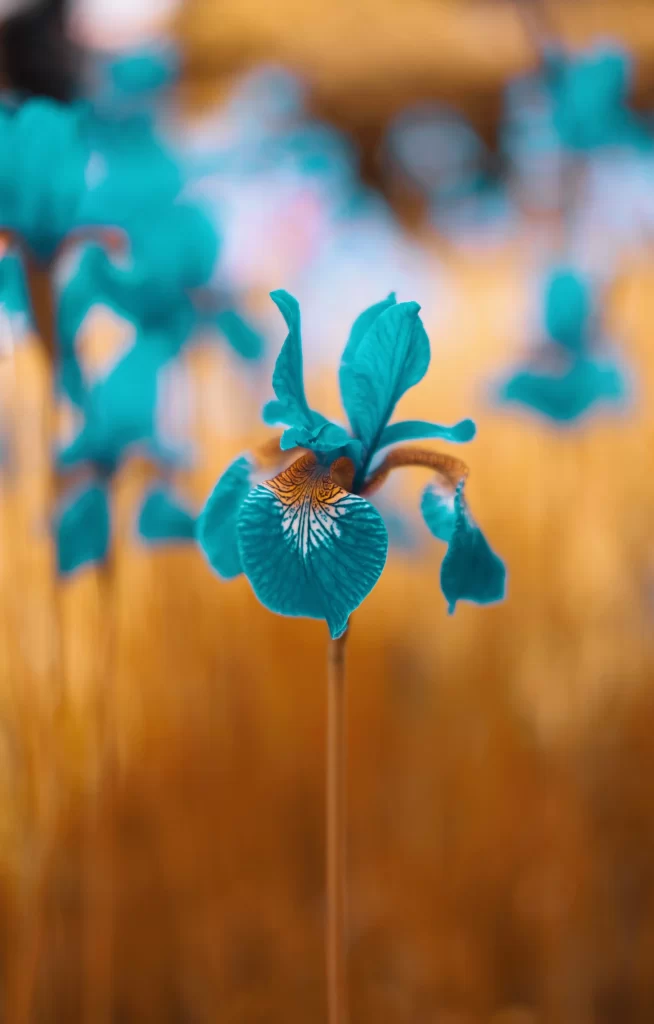 Blue Iris Petals Veins Yellow Background
