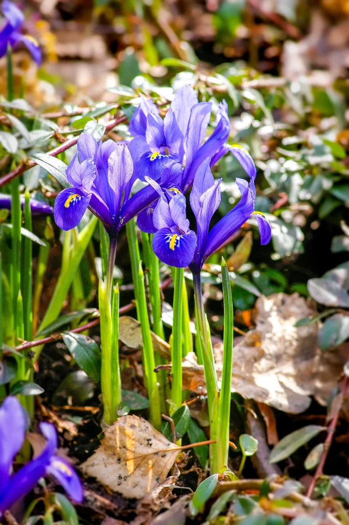 Blue Iris Petals Yellow Accents Green Leaves