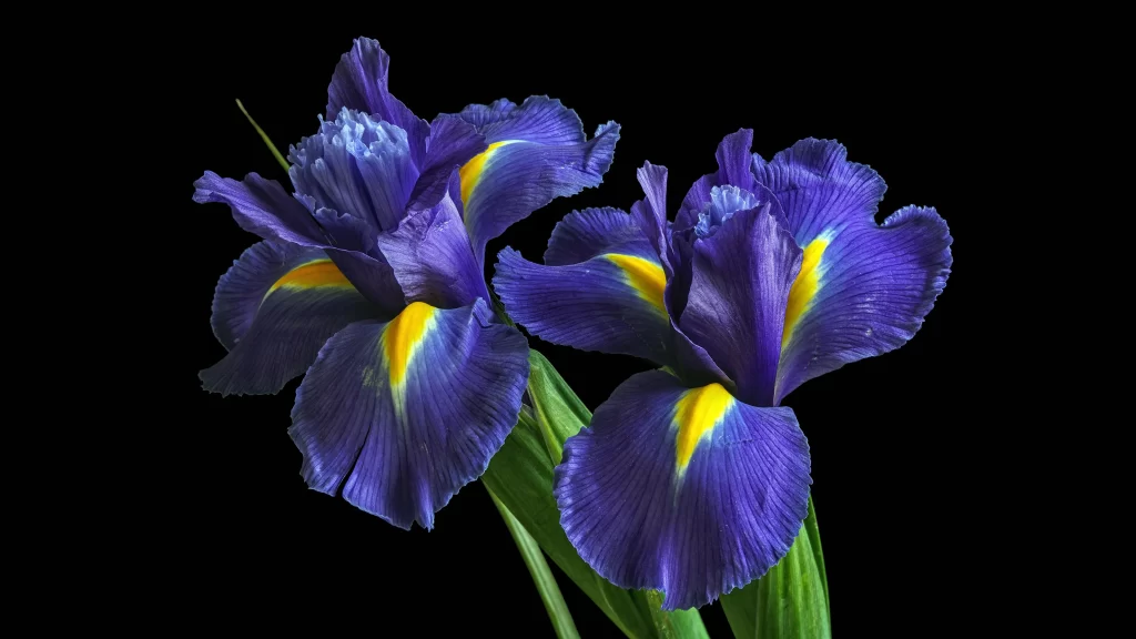 Blue Iris Petals Yellow Accents Ruffled Edges
