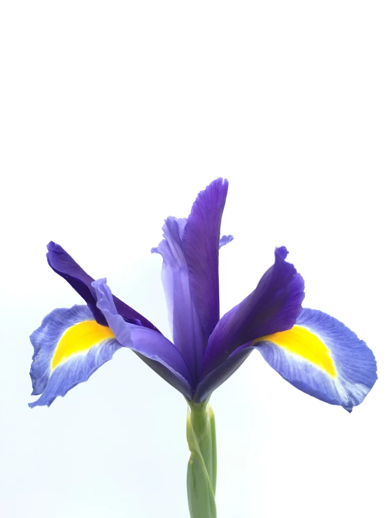 Blue Iris Petals Yellow Center