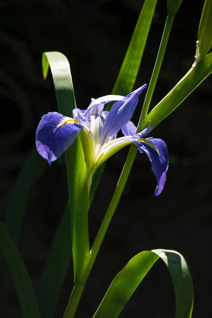 Blue Iris Petals Yellow Veins Green Leaves