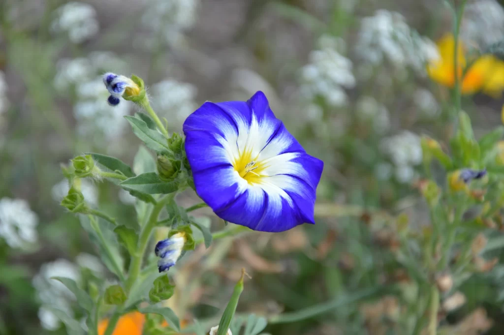 Blue Morning Glory Petals Yellow Center