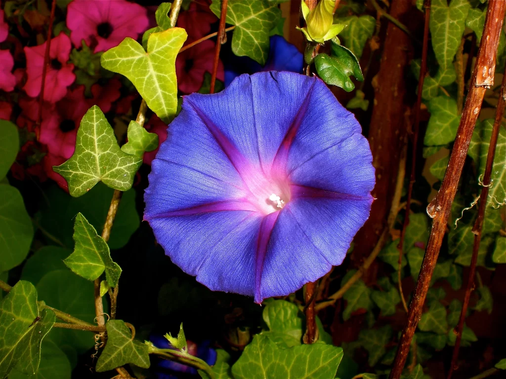 Blue Morning Glory Petals Radiant Center Vine