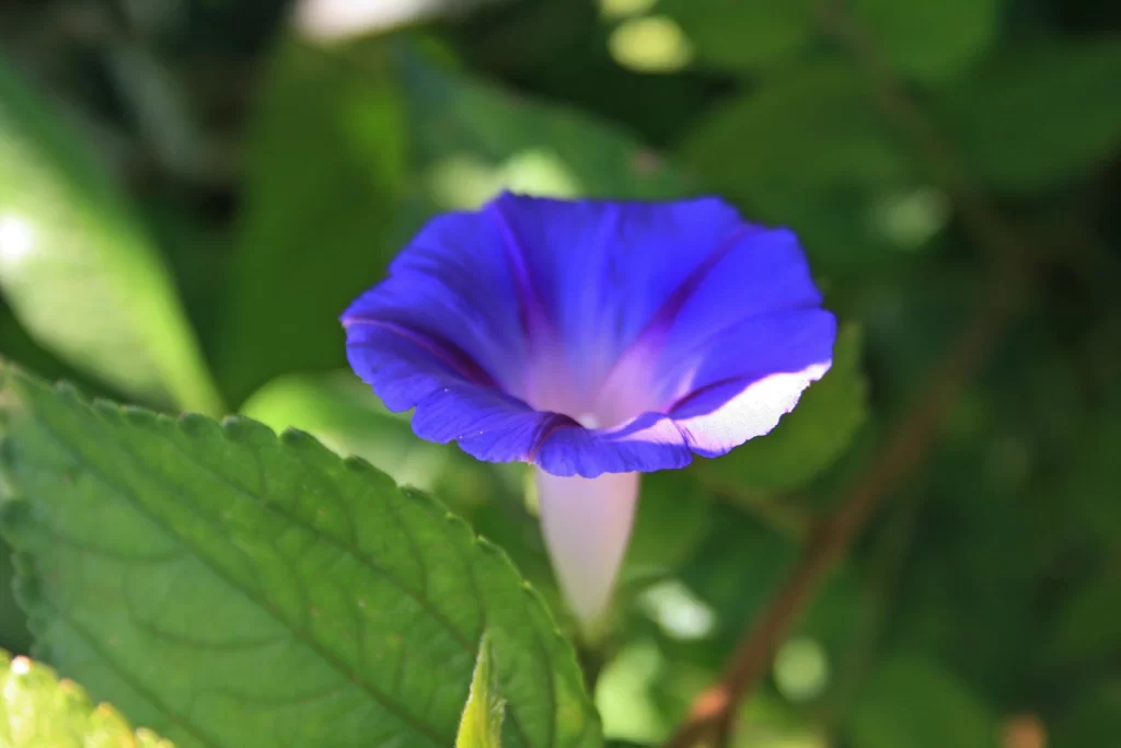 Blue Morning Glory Petals Radiant Green gray Leaves