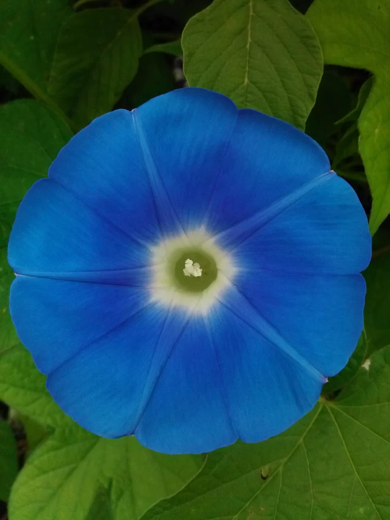 Blue Morning Glory Petals Center Radiant