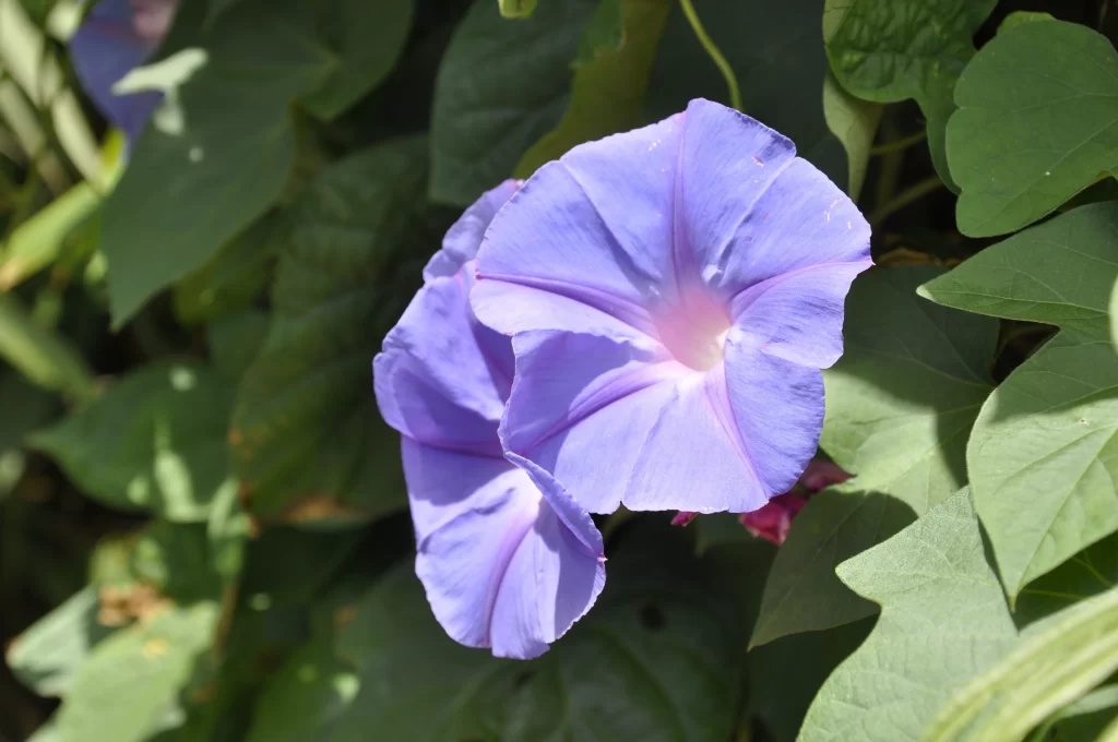 Blue Morning Glory Petals Radiant Green gray Leaves