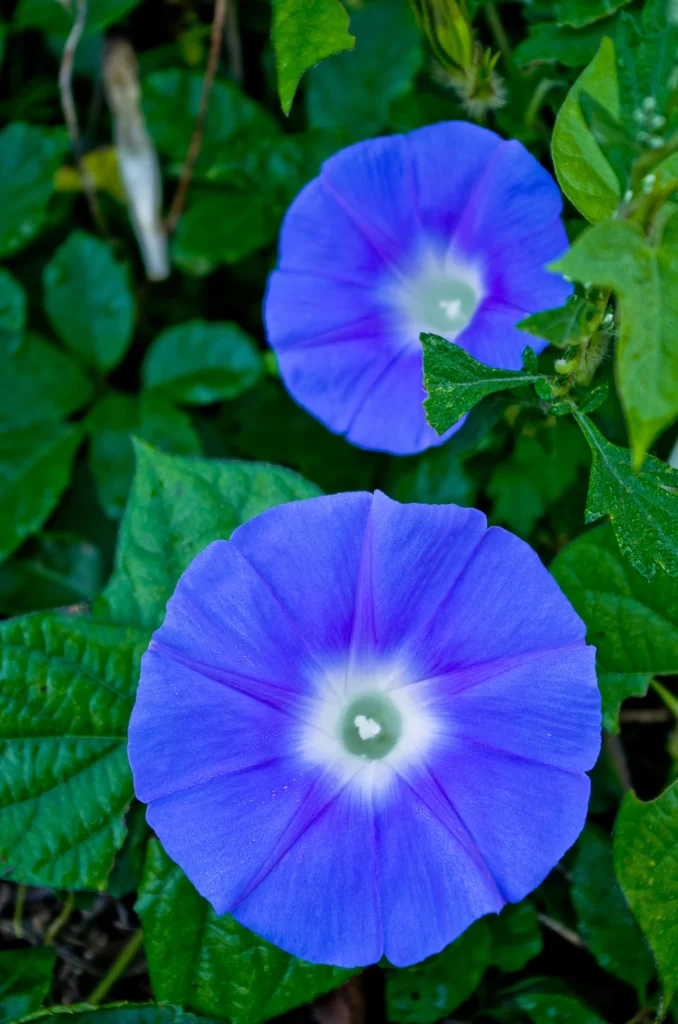 Blue Morning Glory Petals Radiant Center Green Leaves