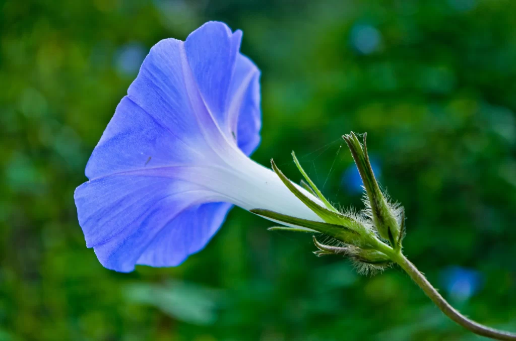 Blue Morning Glory Petals Stem Green