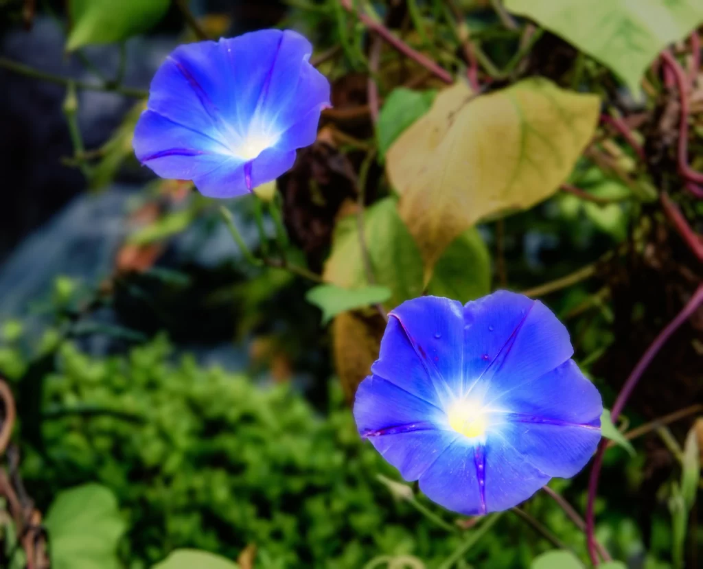 Blue Morning Glory Petals Radiant Center