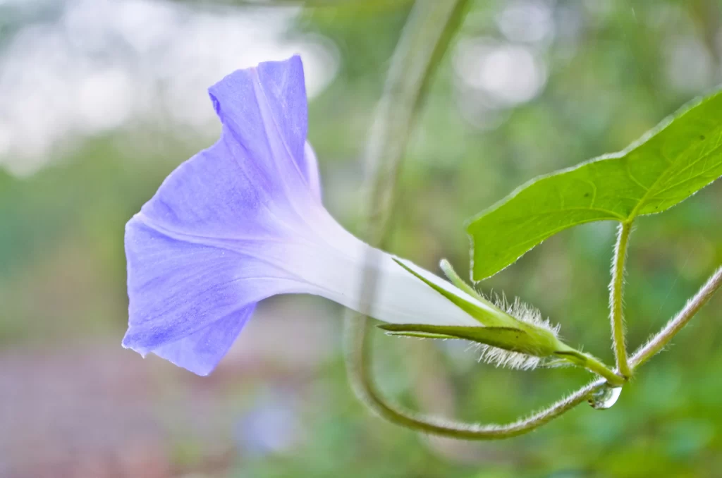 Blue Morning Glory Petals Green Leaves Dewdrops