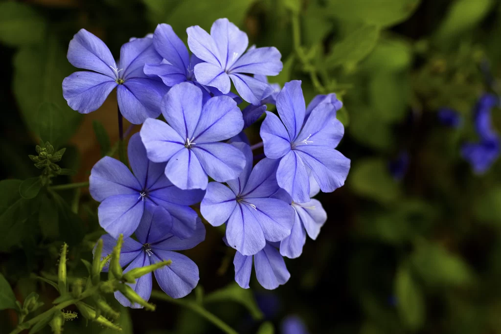 Blue Morning Glory Petals Blooming Green