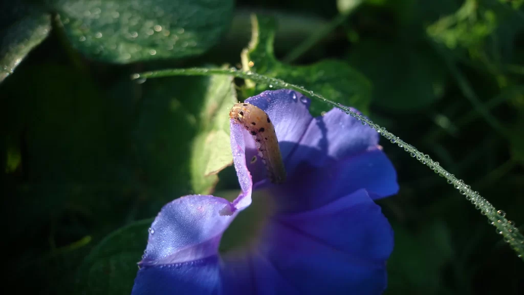 Blue Morning Glory Petals Dewdrops Green Leaves