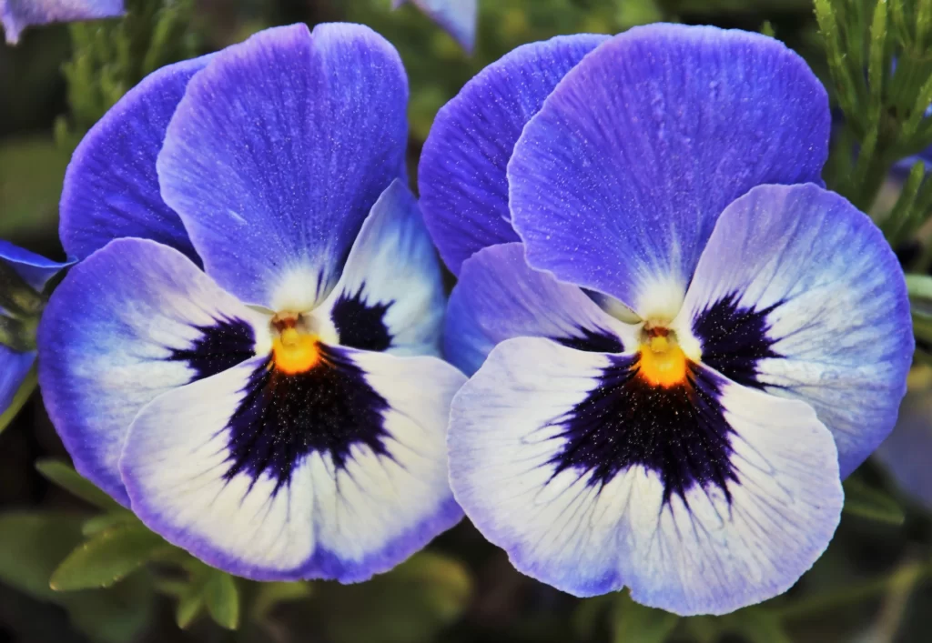 Blue Pansy Petals Dark Center Yellow Tips