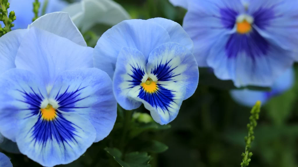 Blue Pansy Petals Yellow Center Dark Blue Lines