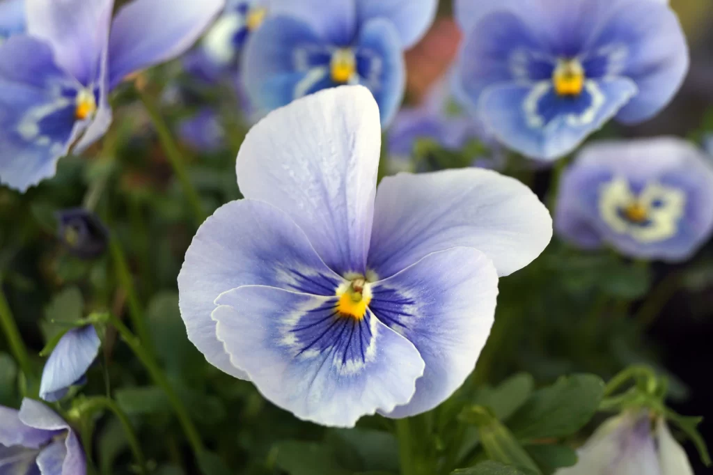 Blue Pansy Petals Yellow Center Green Leaves