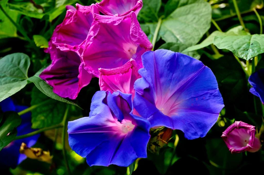 Blue Pink Morning Glory Petals Vibrant Sunlit