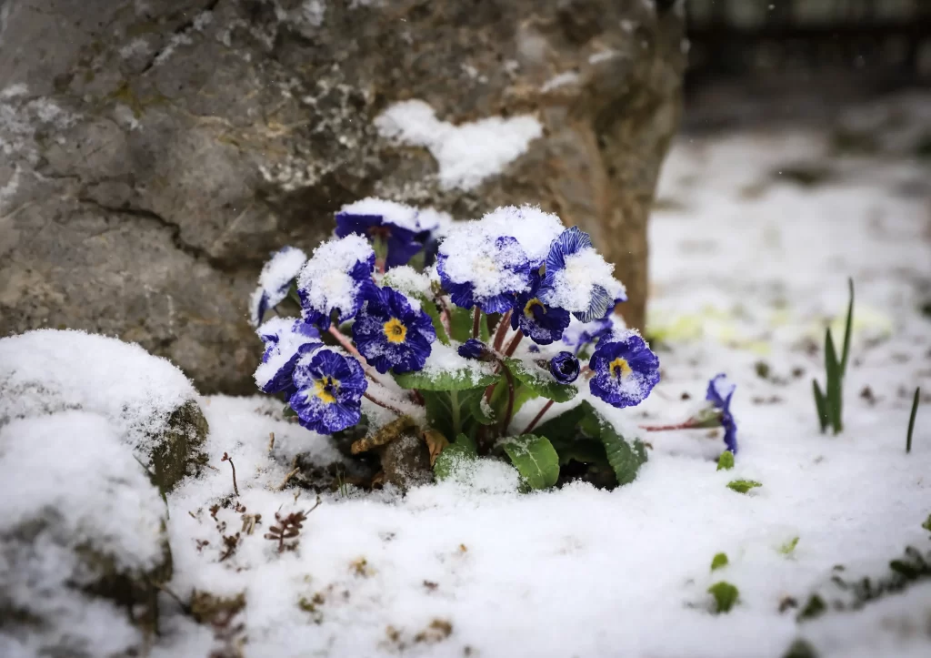Blue Primrose Petals Snow Rock