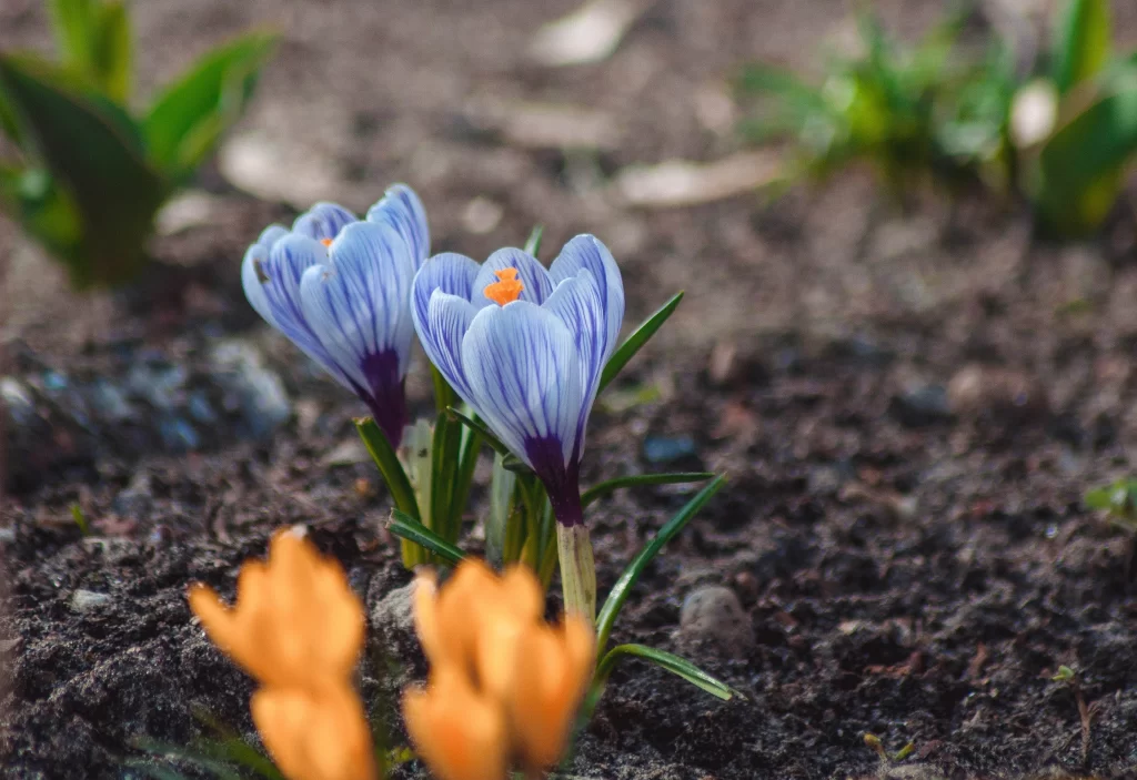 Blue Primrose Petals Soil Greenery