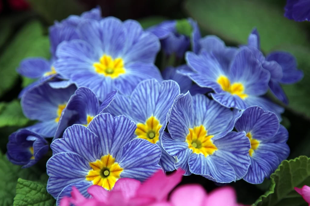 Blue Primrose Petals Yellow Center